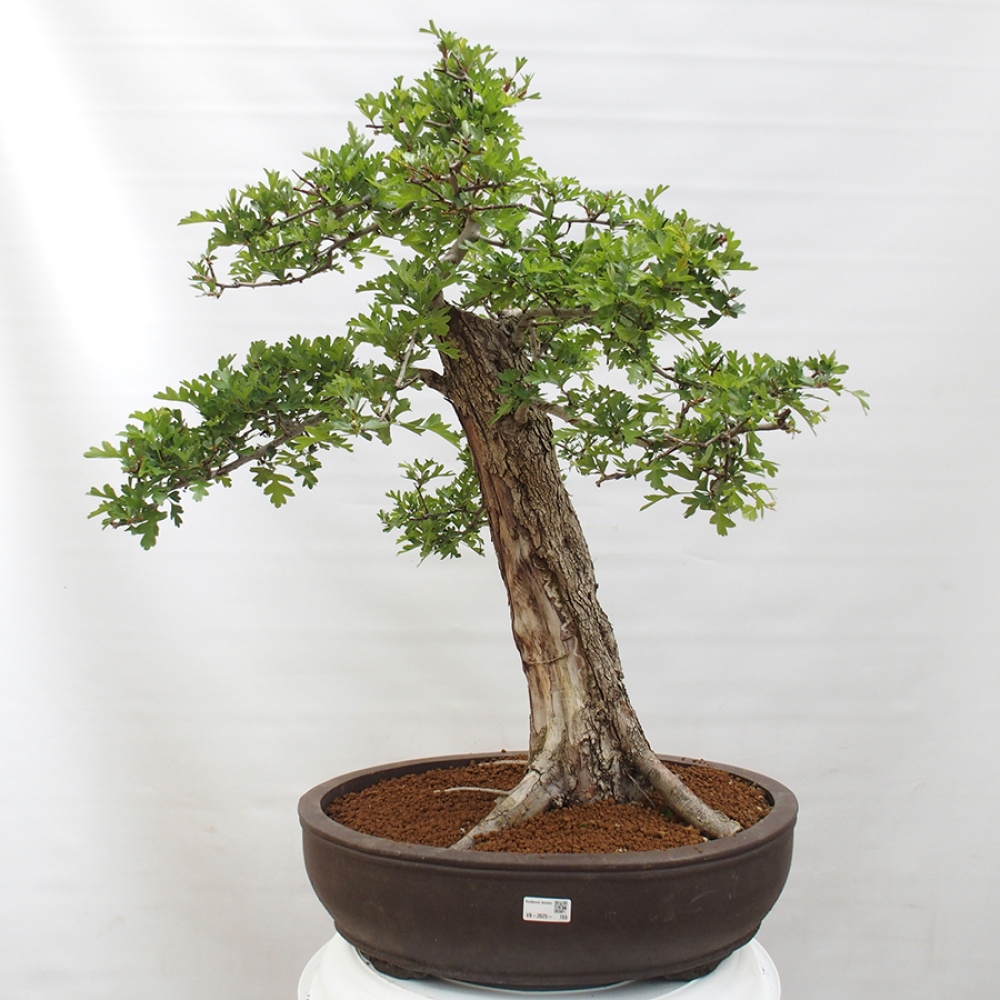 Outdoor bonsai - Hawthorn - Crataegus monogyna