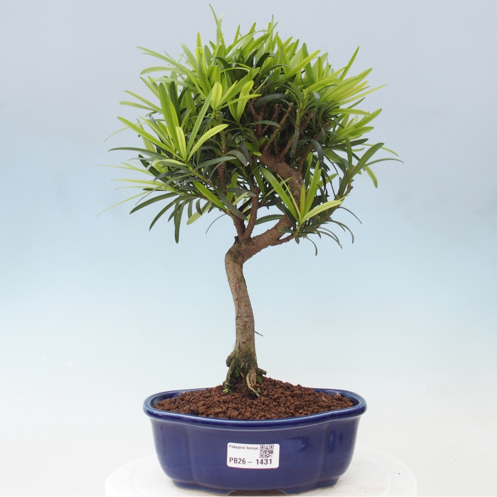 Room bonsai - Podocarpus - Stone Yew