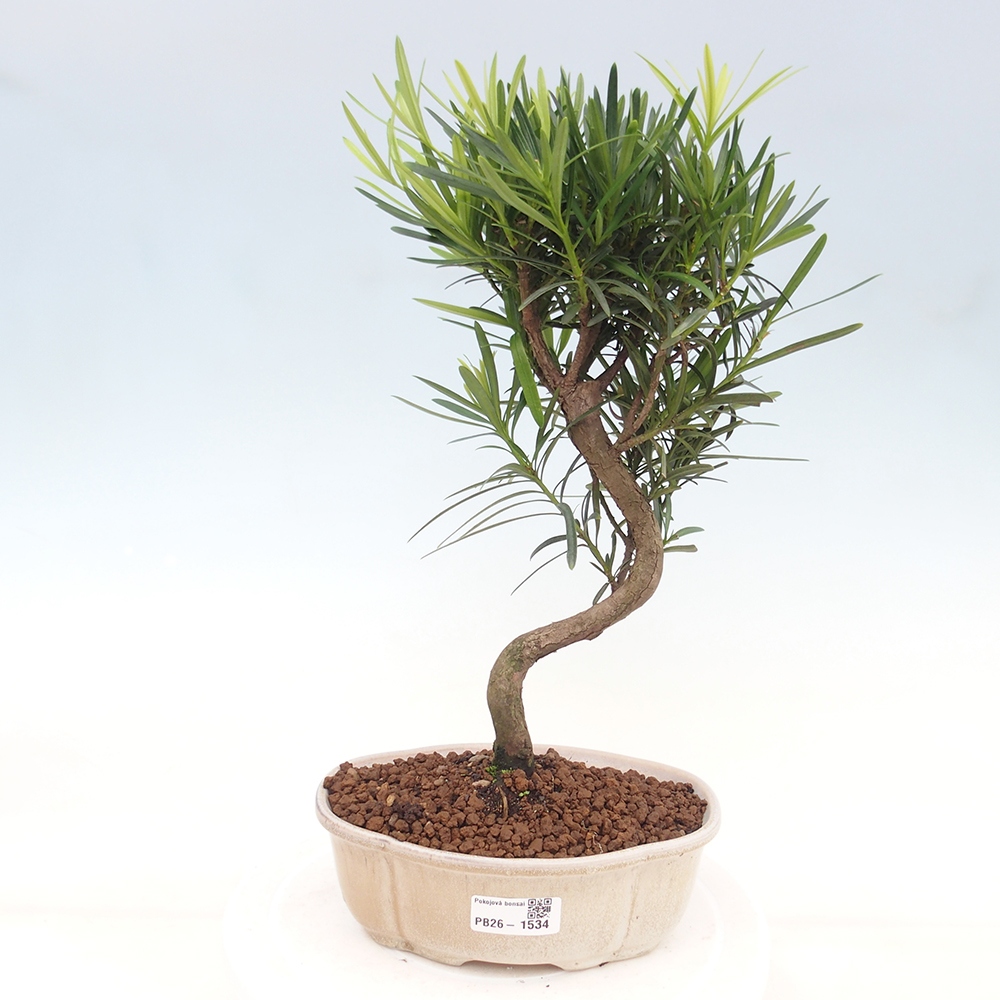 Room bonsai - Podocarpus - Stone Yew