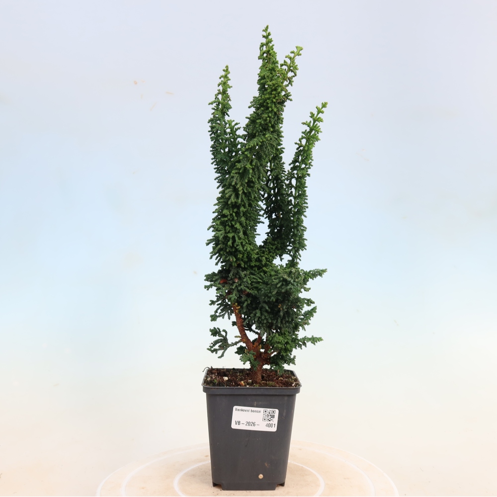 Outdoor bonsai - Cham. obtusa SEKKA HINOKI - Cypress