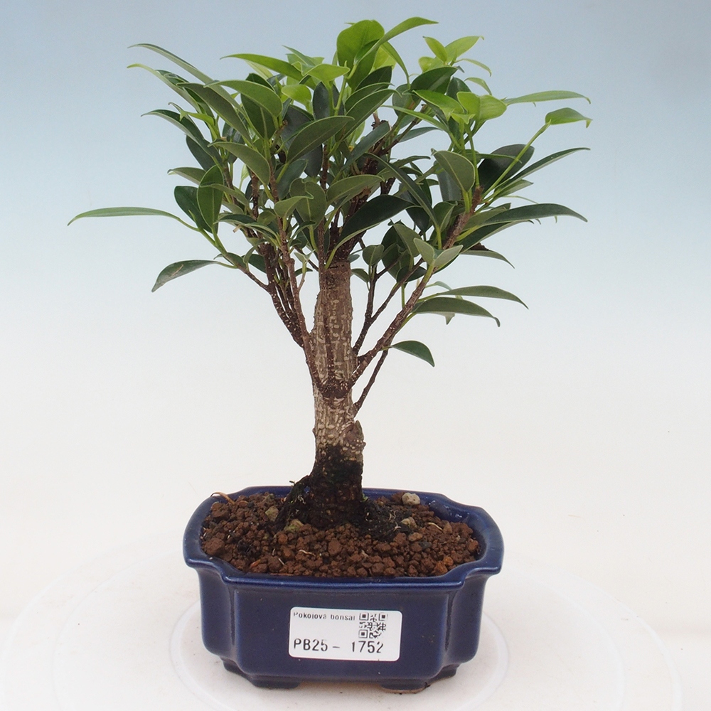 Indoor bonsai - Small-leaved ficus - Ficus kimmen