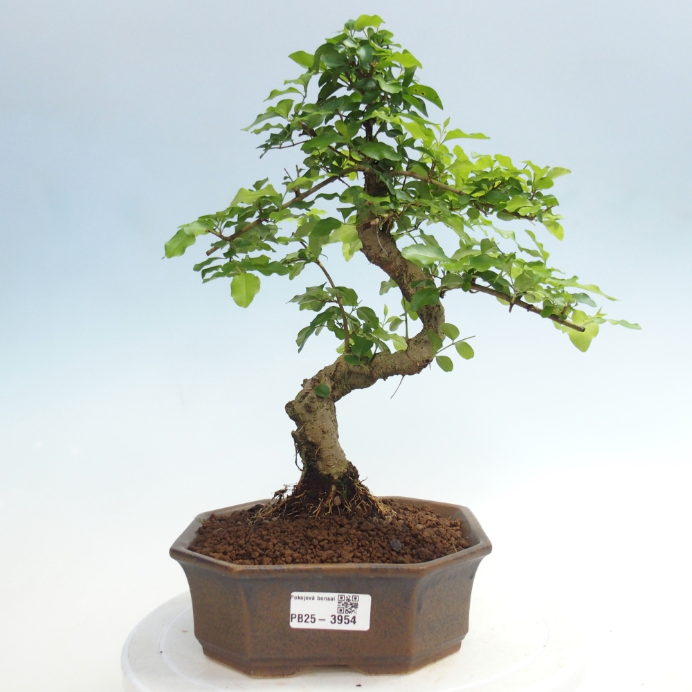 Room bonsai -Ligustrum chinensis - Birds Beak