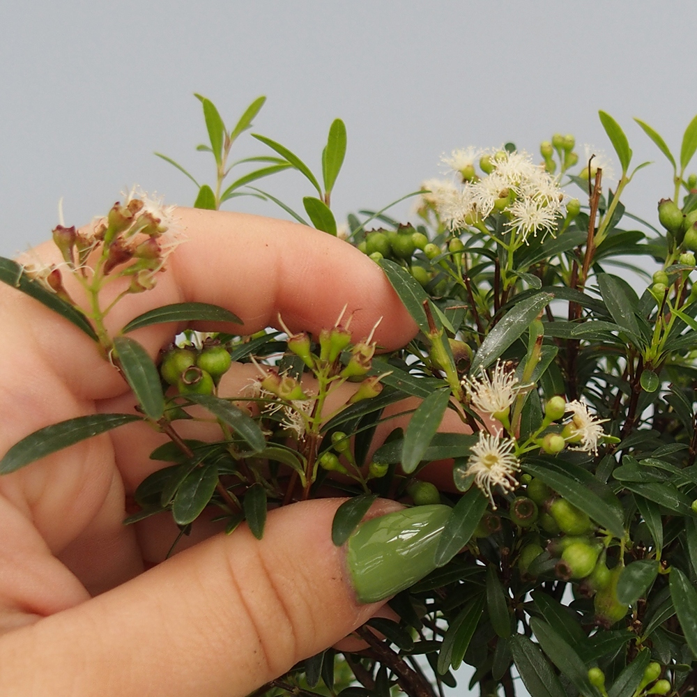 Indoor bonsai - Syzygium - Pimento - PERSONAL COLLECTION ONLY or pallet transport