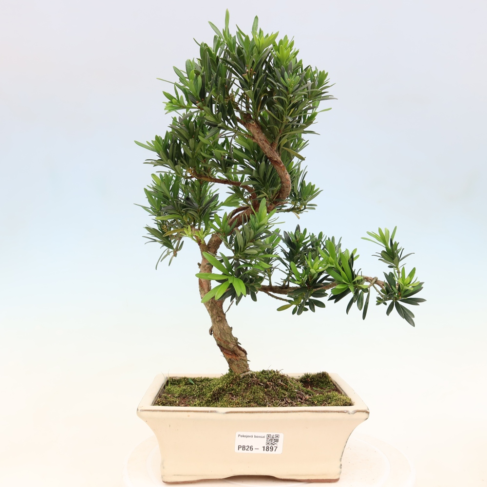 Room bonsai - Podocarpus - Stone Yew