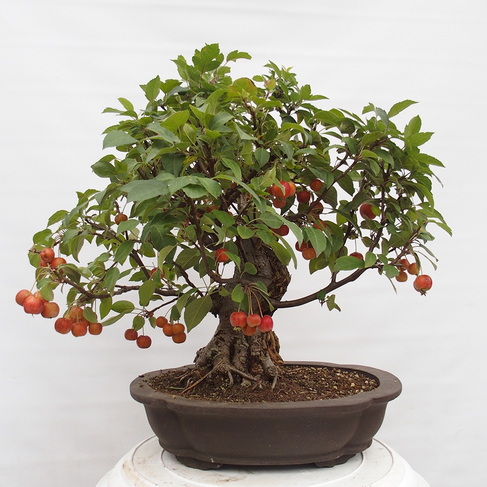 Outdoor bonsai - Malus halliana - Small-fruited apple tree