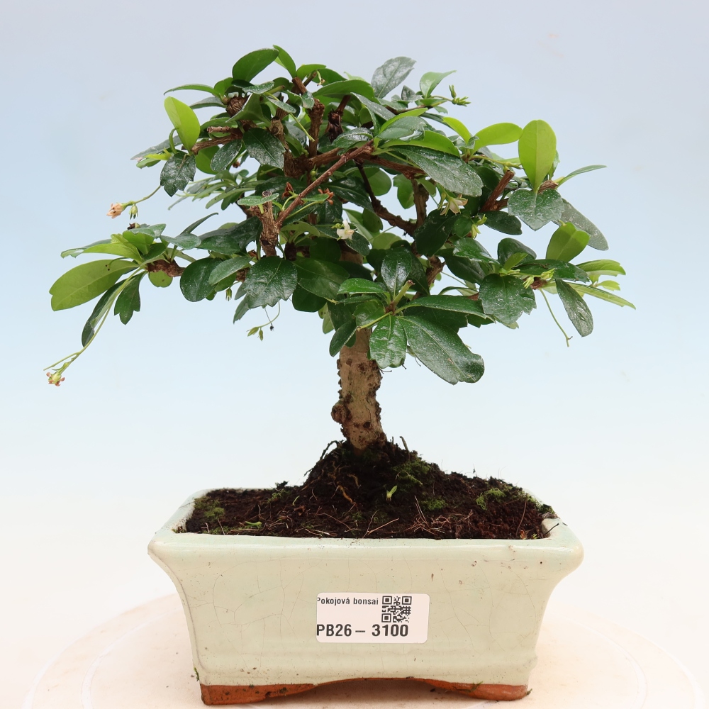 Room bonsai - Carmona macrophylla - Tea fuki