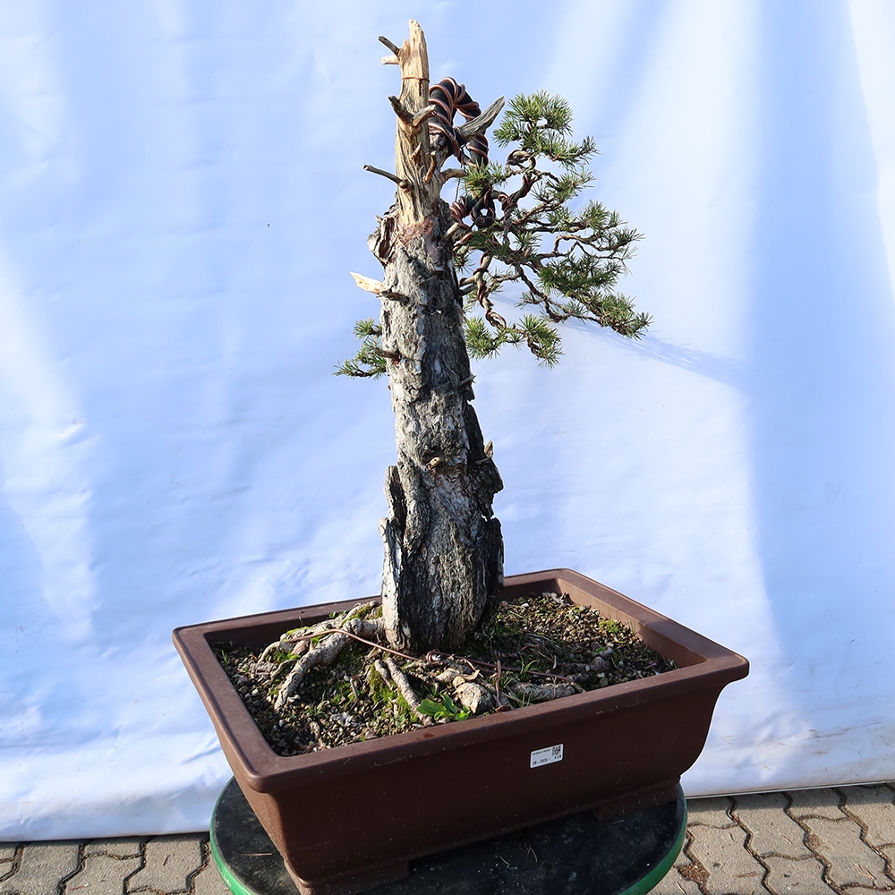 Pinus sylvestris Spain - Scots pine