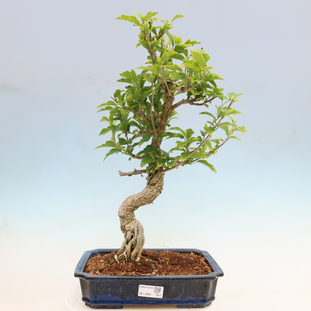 Outdoor Bonsai - Hibiscus syriacus - Syrian Hibiscus