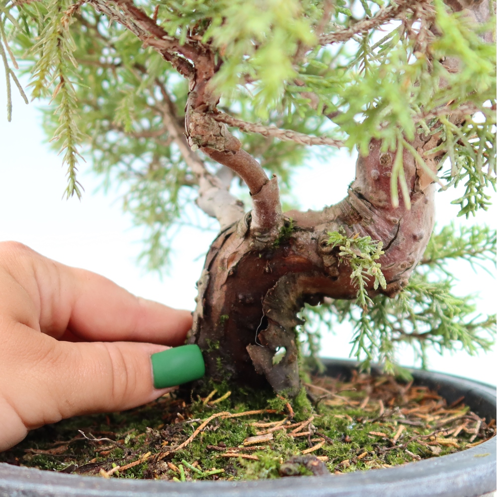 Outdoor Bonsai - Juniperus chinensis Itoigawa - Chinese Juniper