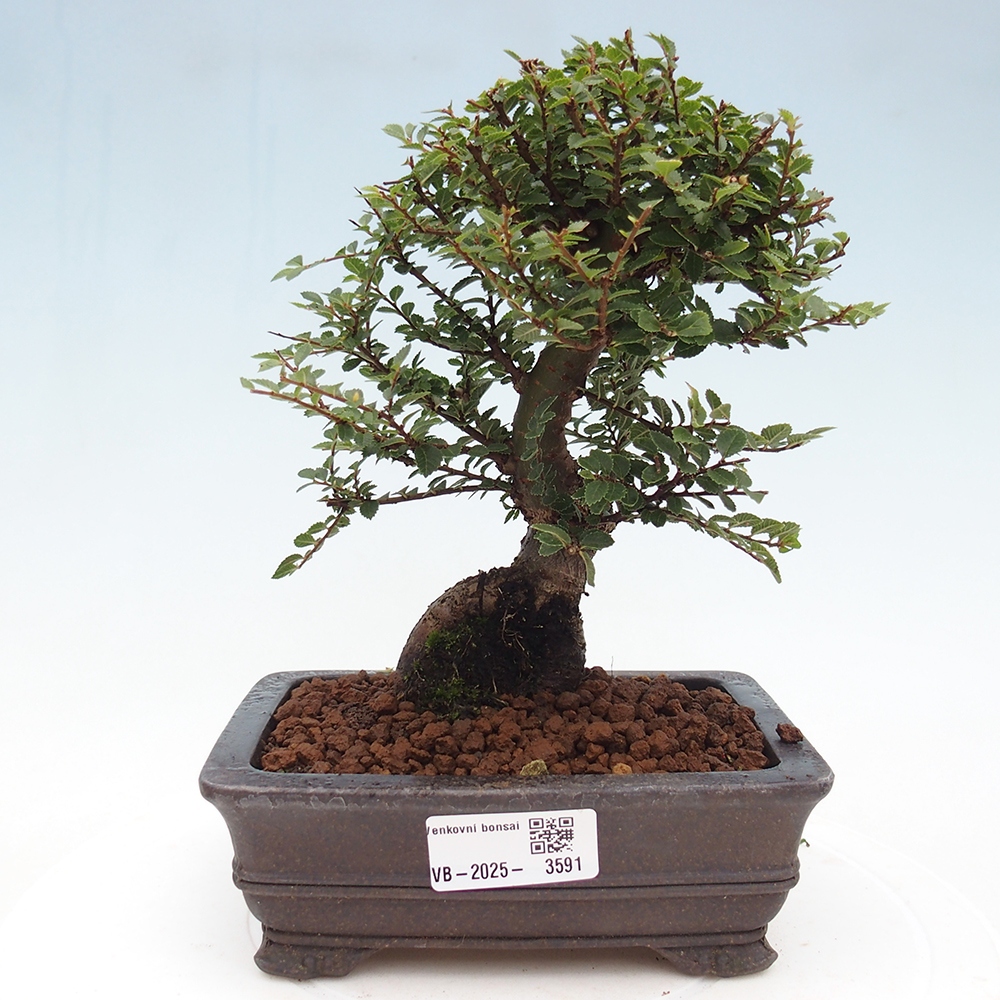 Outdoor bonsai - Ulmus parvifolia Hokkaido - Chinese elm