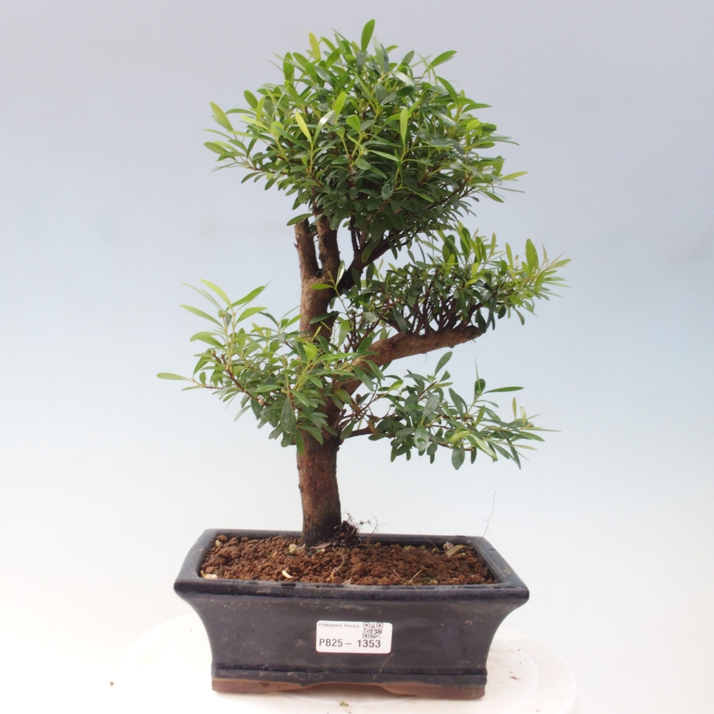 Room bonsai - Syzygium - Pimentovník