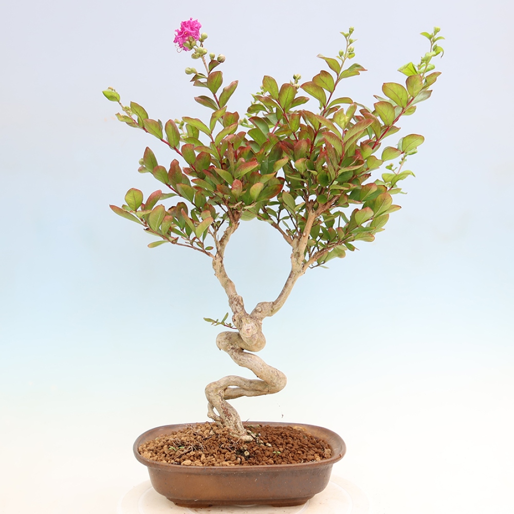 Indoor Bonsai - Lagerstroemia indica - Indian Lilac