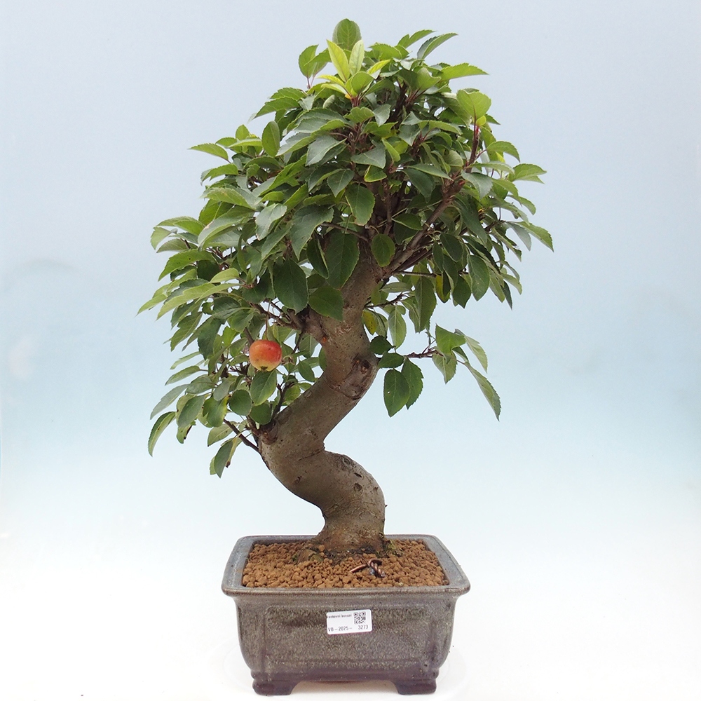 Outdoor bonsai - Malus halliana - Small-fruited apple tree