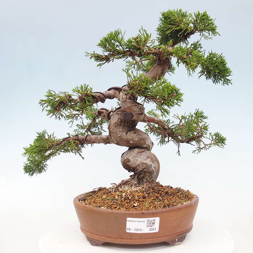 Outdoor bonsai - Juniperus chinensis Itoigawa - Chinese juniper
