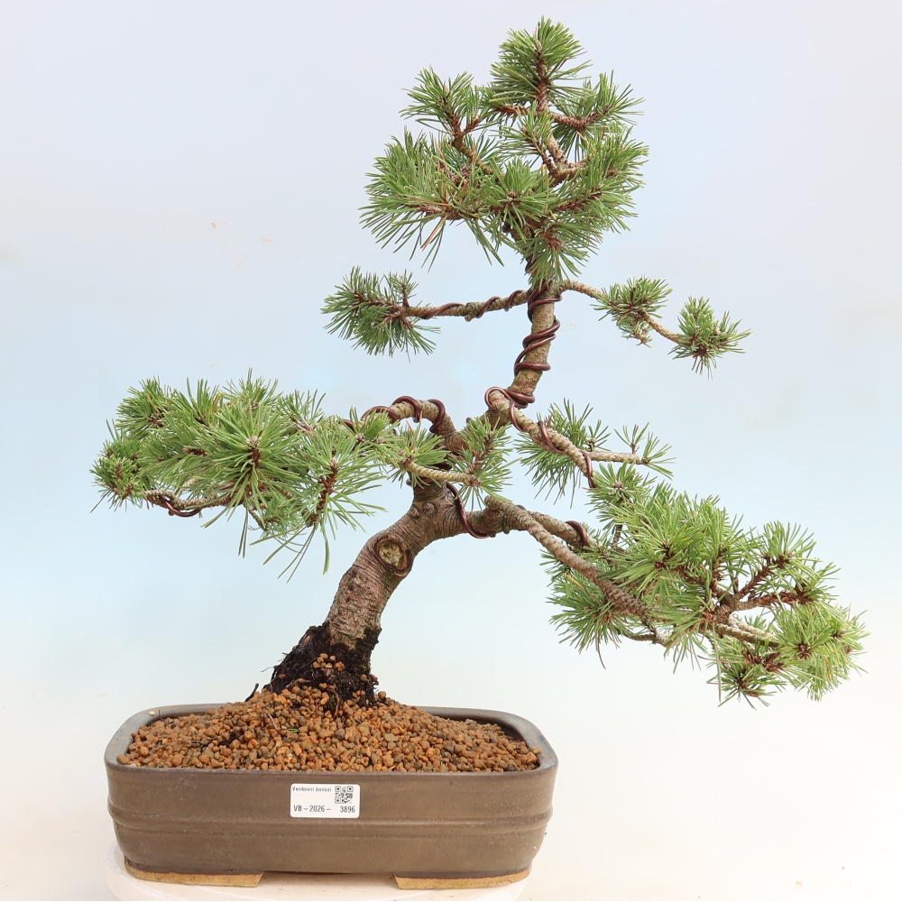Outdoor Bonsai - Pinus mugo Humpy  - Mountain Pine
