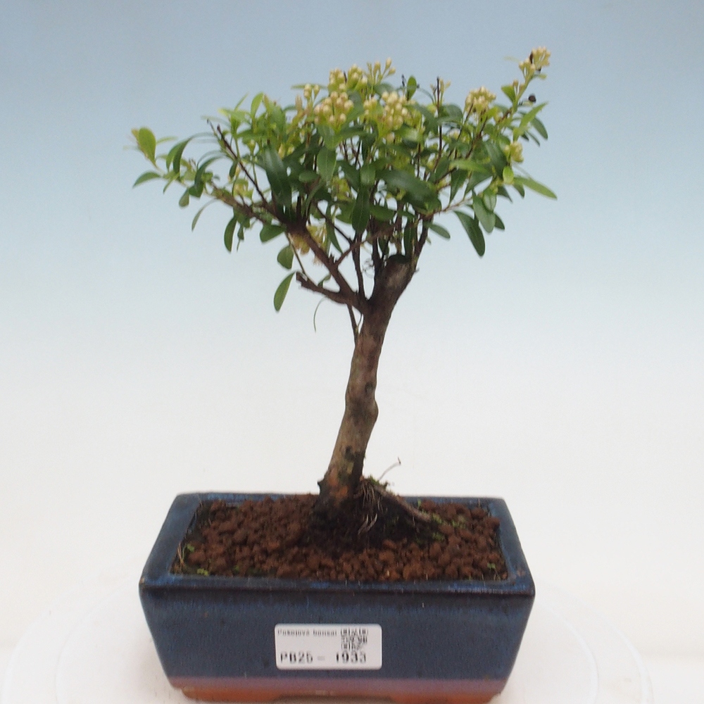 Room bonsai - Syzygium - Pimentovník