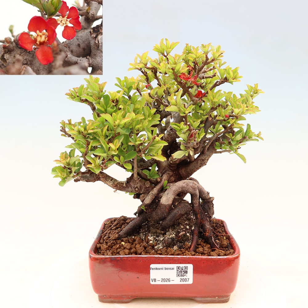 Outdoor bonsai - Chaneomeles speciosa Chojubai