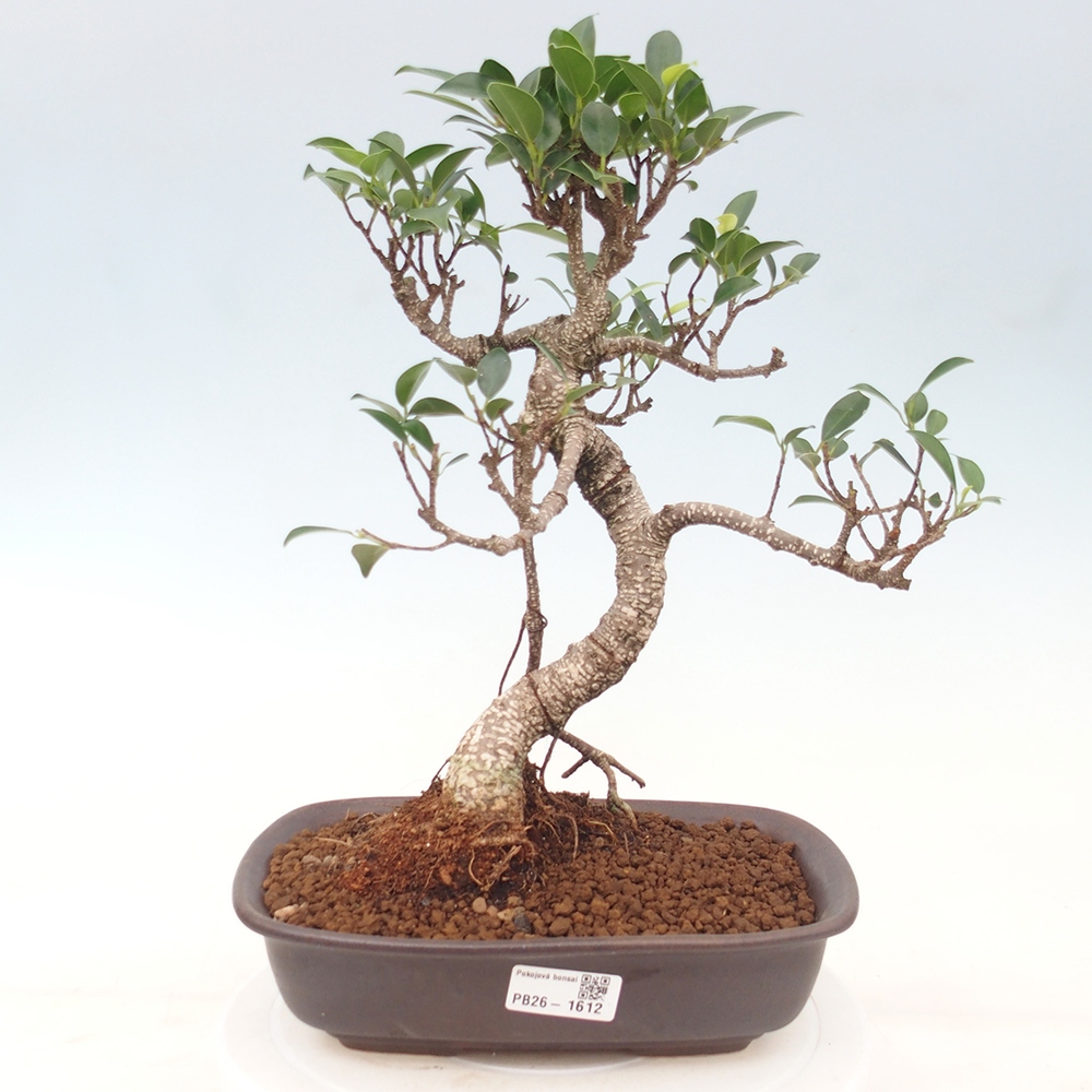 Room bonsai - Ficus kimmen - small-leaved ficus