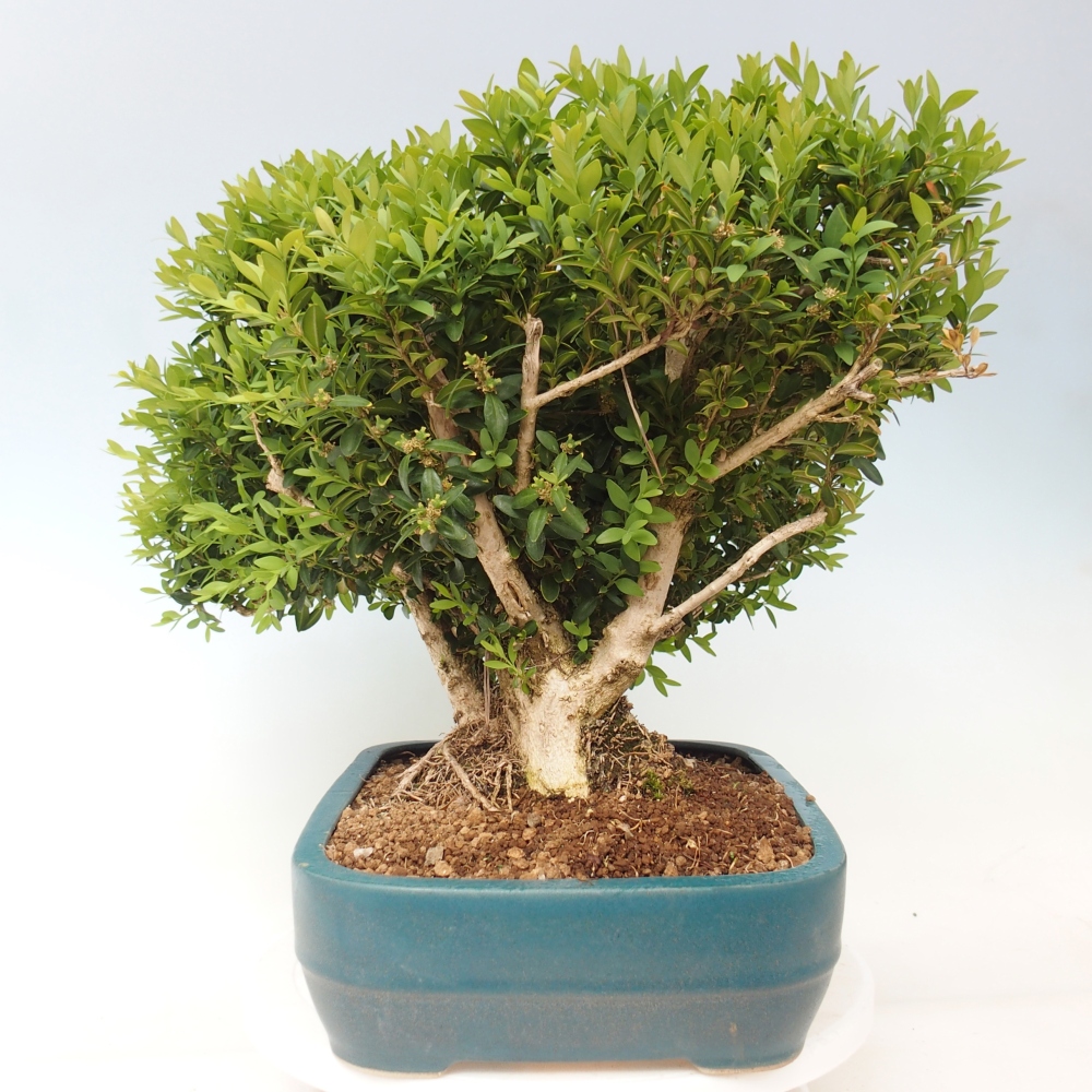 Outdoor bonsai - Buxus sempervirens - boxwood