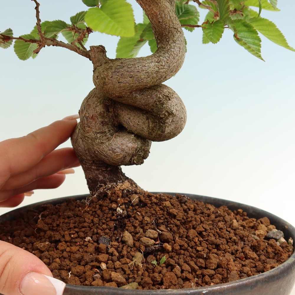 Outdoor bonsai -Carpinus coreana - Korean Hornbeam