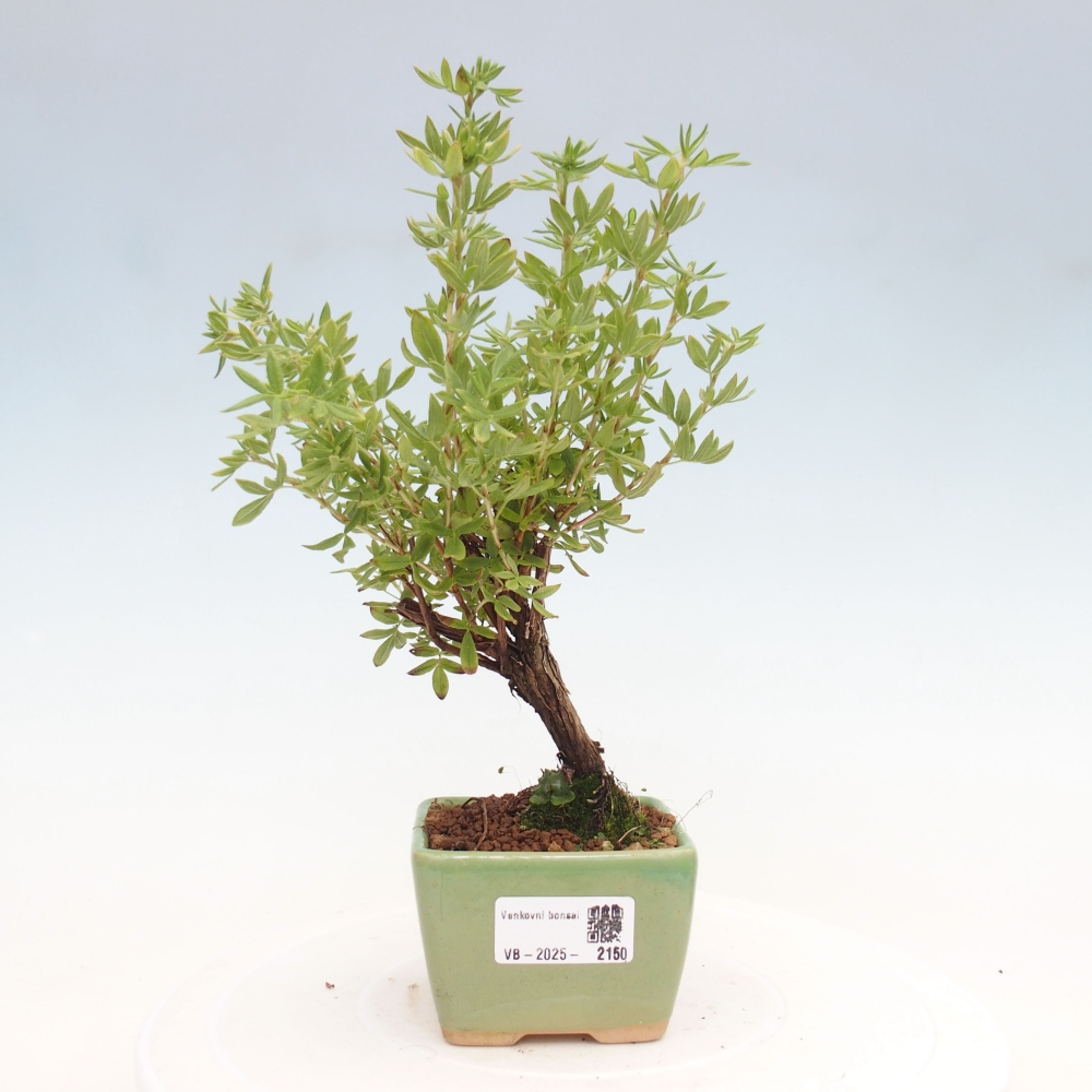 Outdoor bonsai-Cinquefoil - Potentila fruticosa yellow Bird