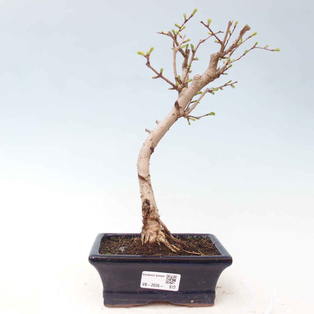 Outdoor bonsai -Pseudolarix amabis-Pseudolarix amabis