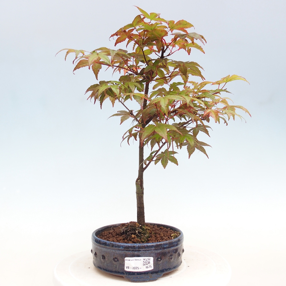 Outdoor bonsai - dlanitolistý Maple - Acer palmatum DESHOJO