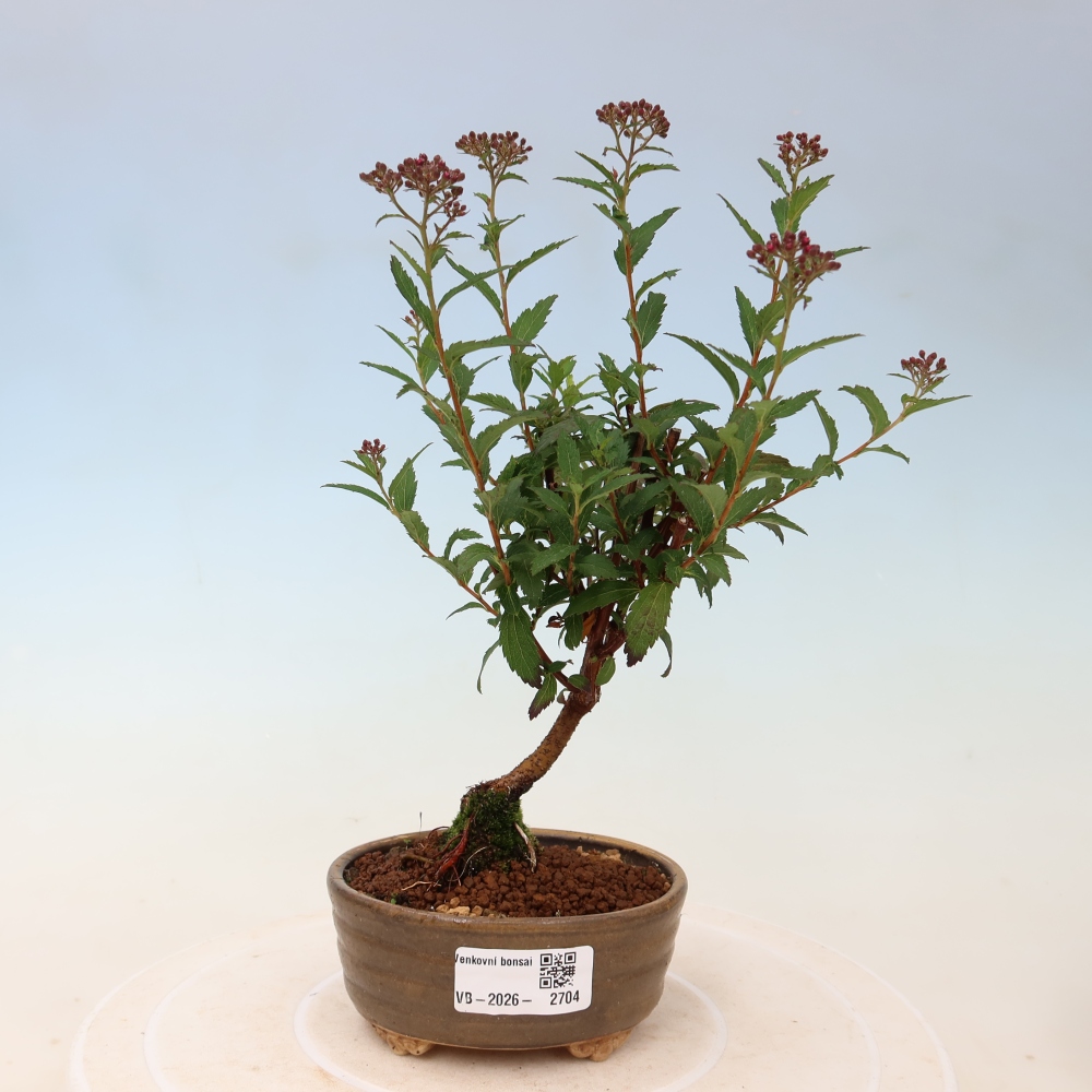 Outdoor Bonsai - Japanese Spirea - Spirea japonica 'Anthony Waterer'