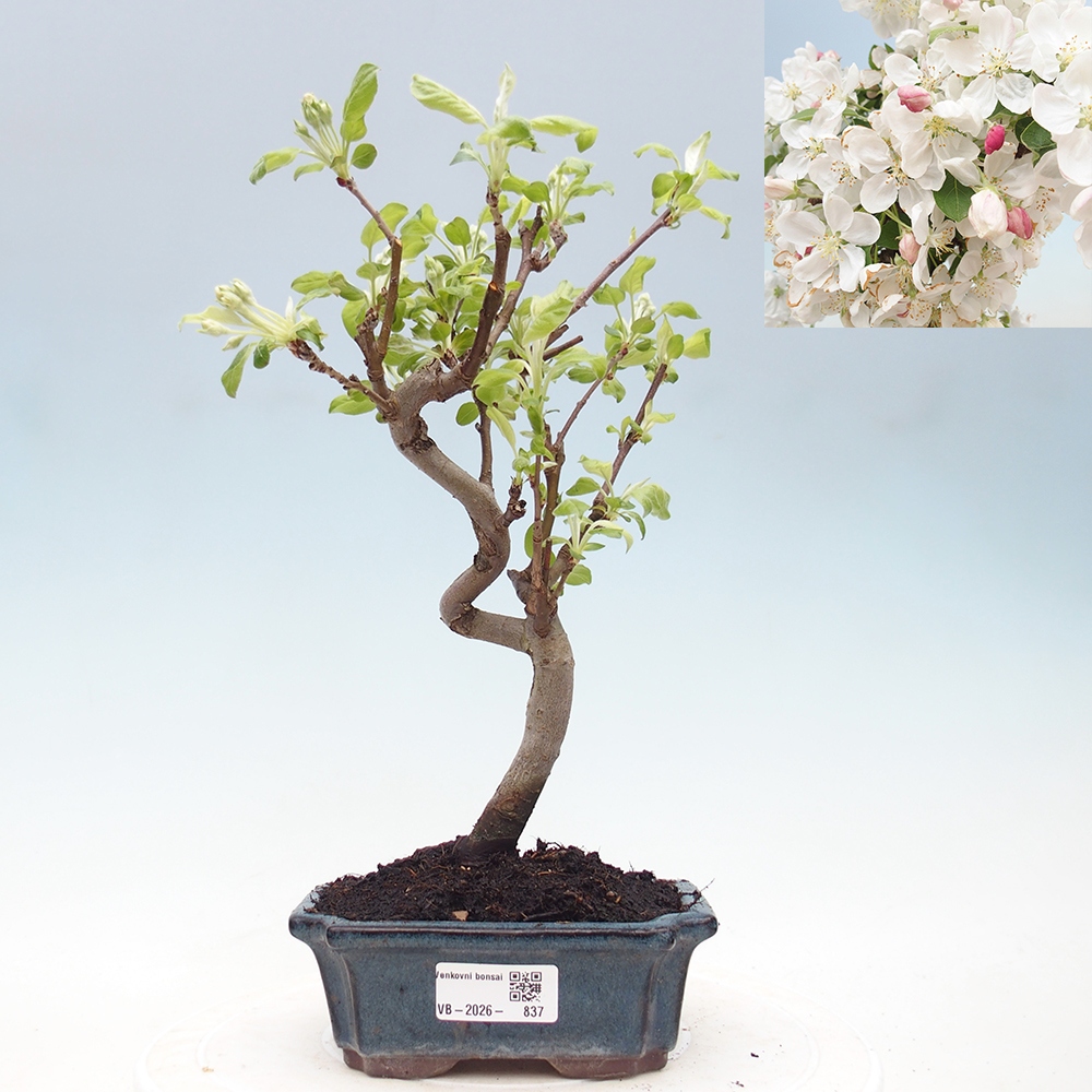 Outdoor bonsai -Malus halliana - Small-fruited apple tree