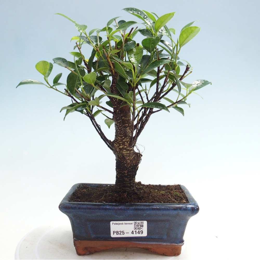 Room bonsai - Ficus retusa - small-leaved ficus