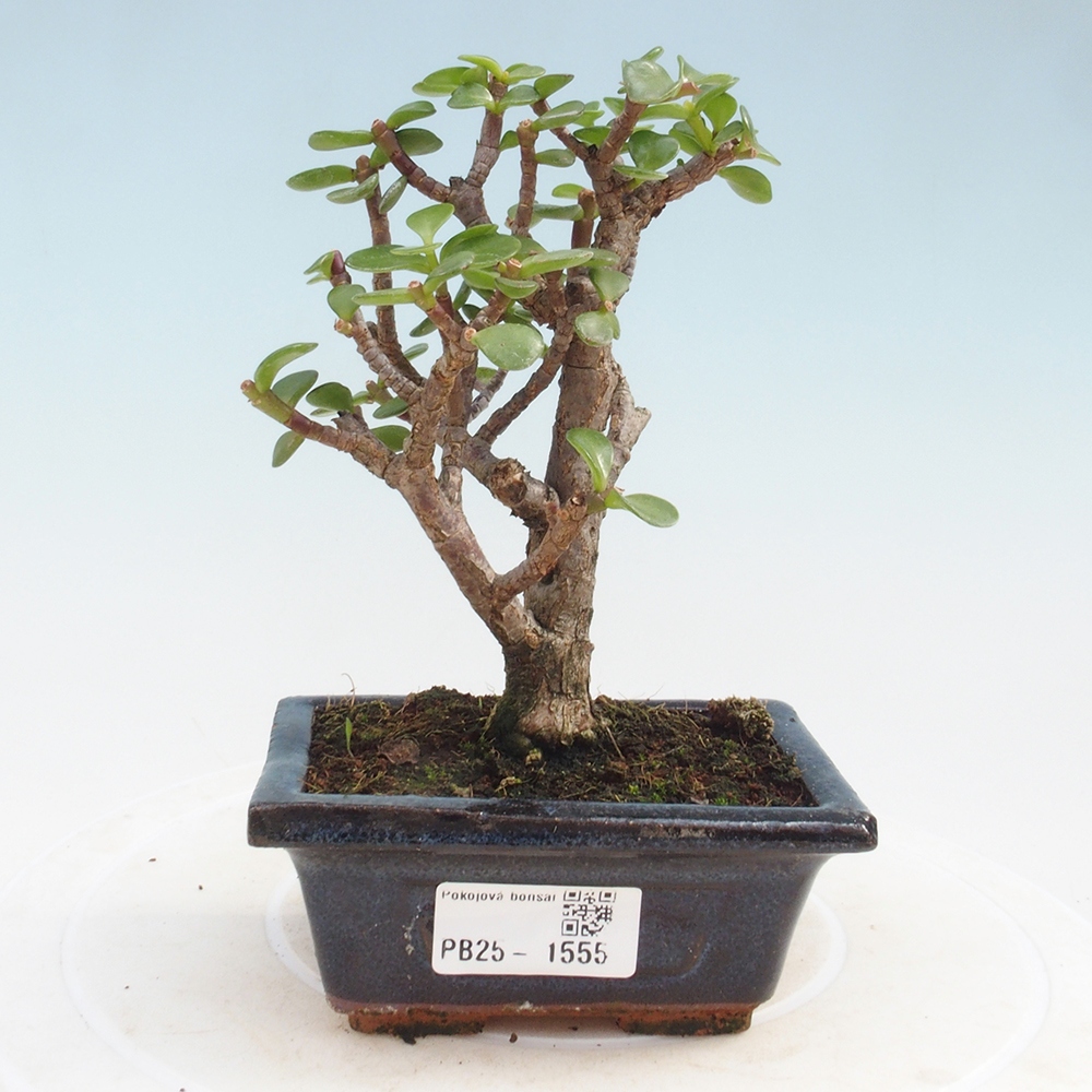 Indoor bonsai - Portulakaria Afra - Tlustice