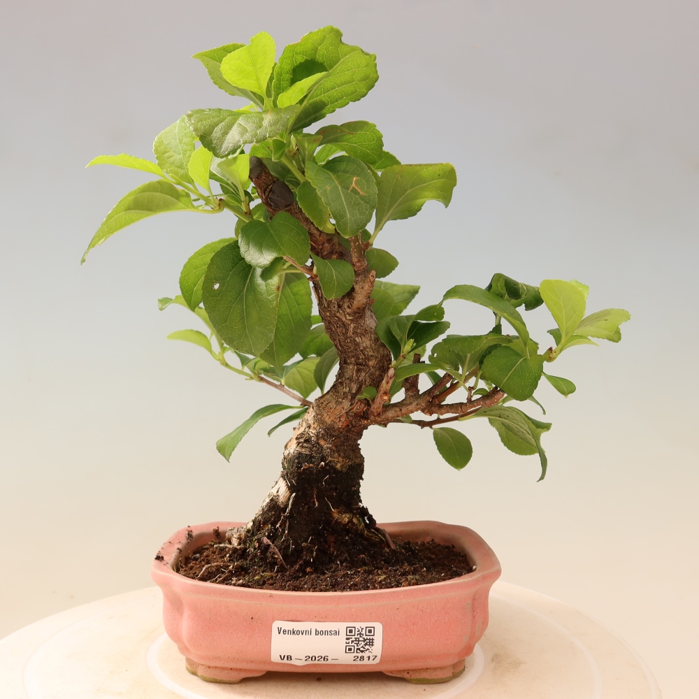 Outdoor bonsai - Celastrus orbiculatus