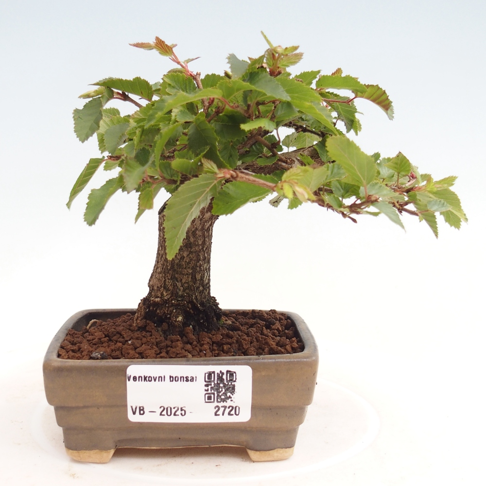 Outdoor bonsai -Carpinus CARPINOIDES - Korean Hornbeam
