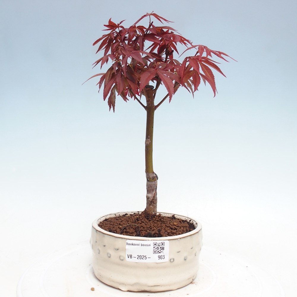 Outdoor bonsai - Acer palm. Atropurpureum-Palmleaf Maple