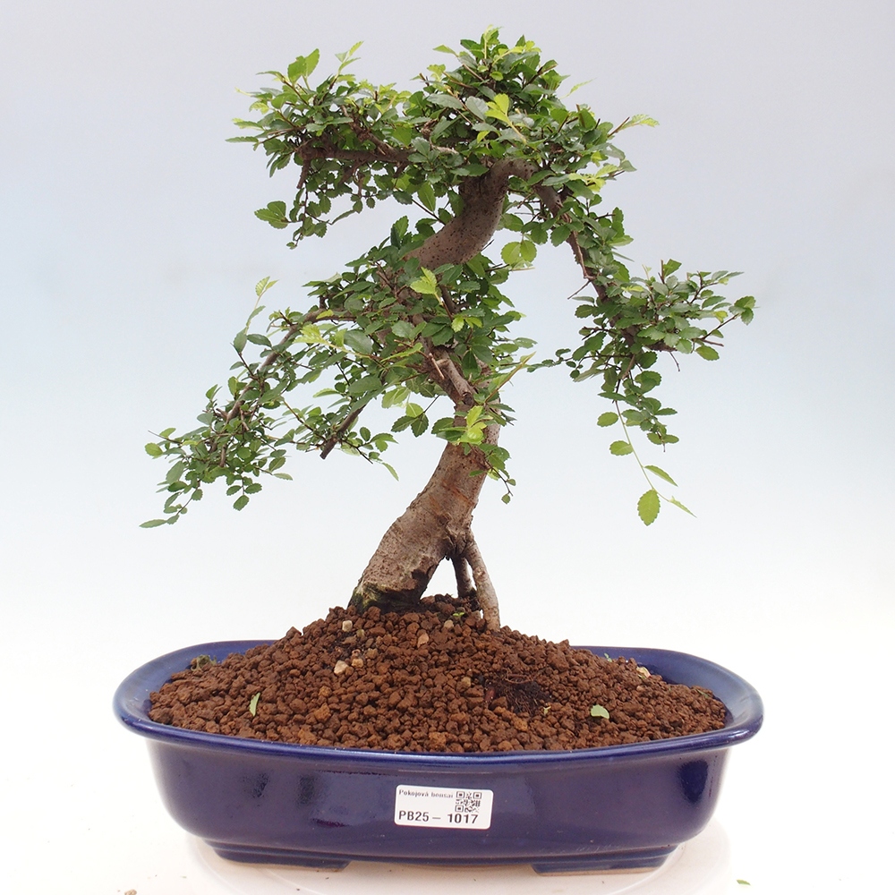 Indoor bonsai - Ulmus parvifolia - Small-leaved elm
