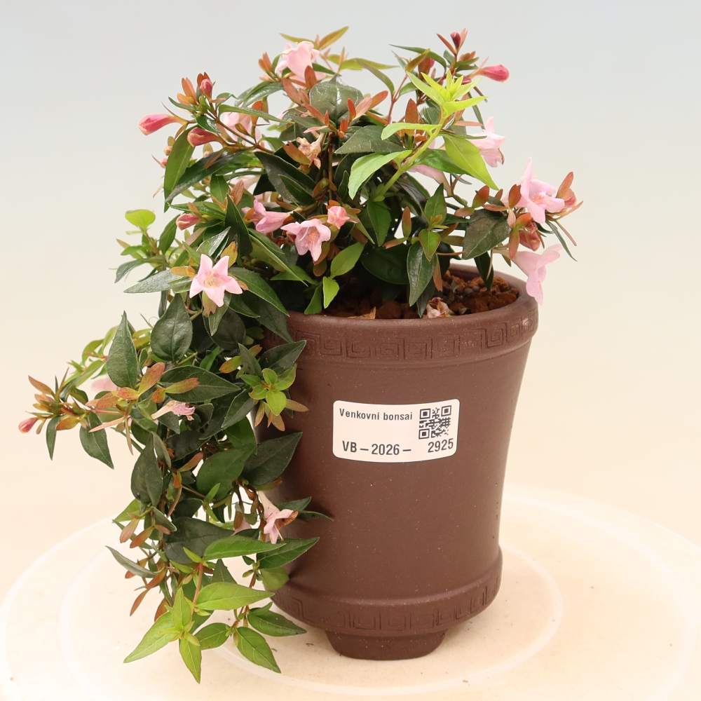 Outdoor Bonsai - Abelia Edward Goucher - Large-flowered Abelia