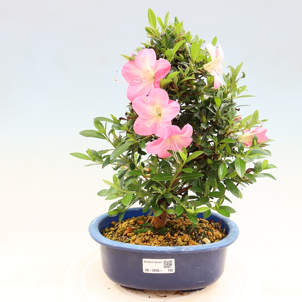 Outdoor bonsai - Japanese Azalea - Azalea Santoka