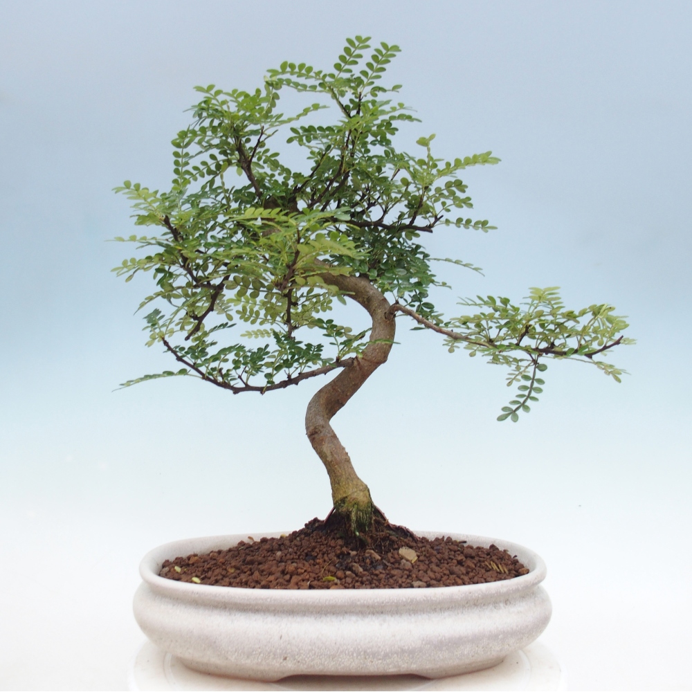 Room bonsai - Zantoxylum piperitum - pepper tree