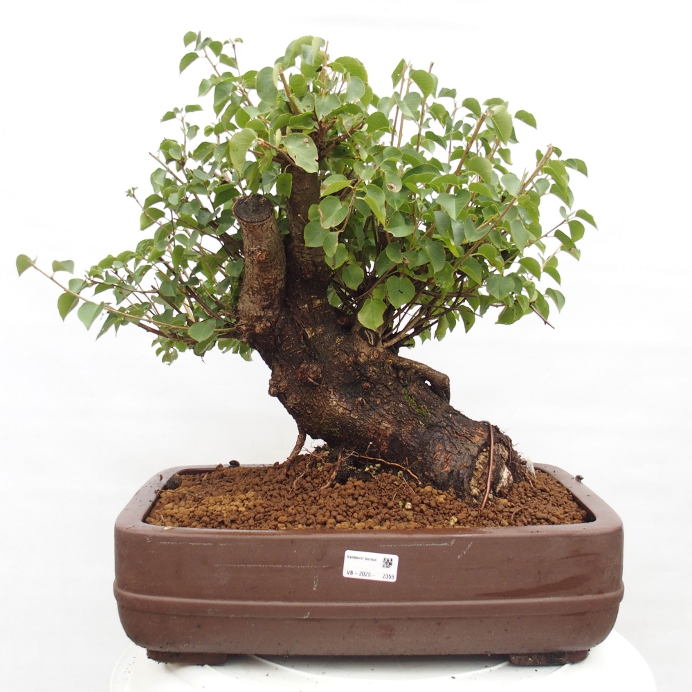 Outdoor bonsai - Mahalebka - Prunus mahaleb
