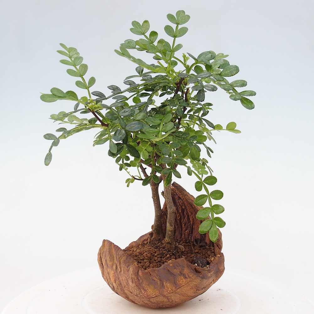 Room bonsai - Zantoxylum piperitum - pepper tree