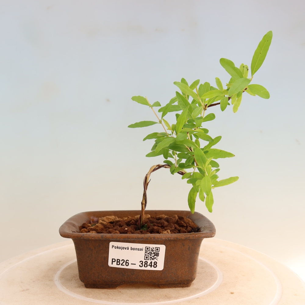 Room bonsai-PUNICA granatum nana-Granate apple