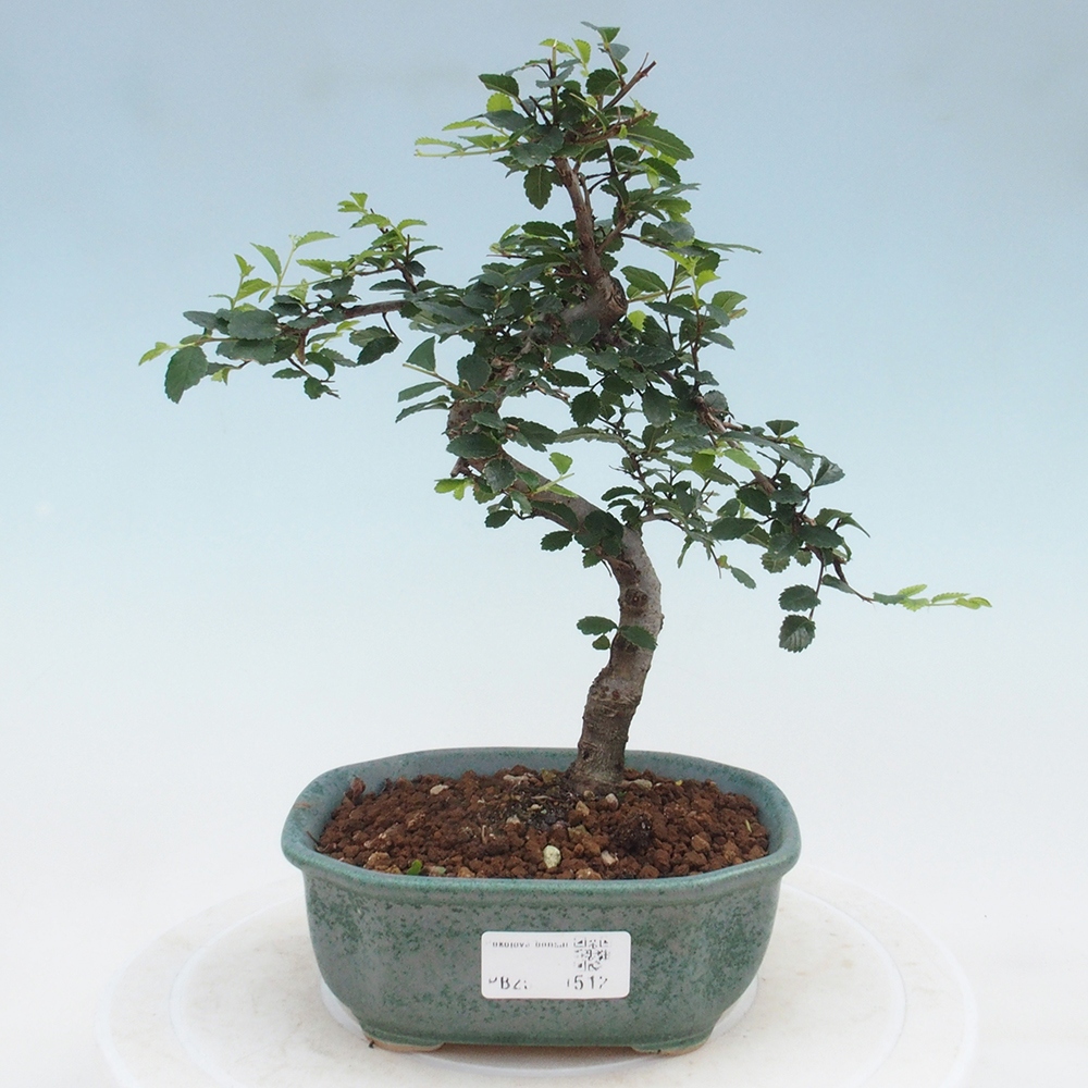 Room Malolistý elm bonsai