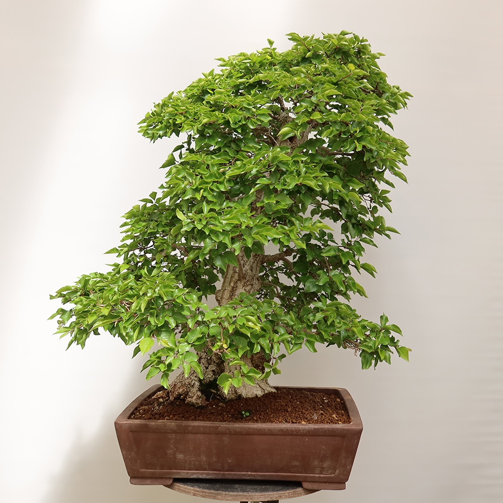 Outdoor bonsai - Carpinus Coreana - Korean hornbeam