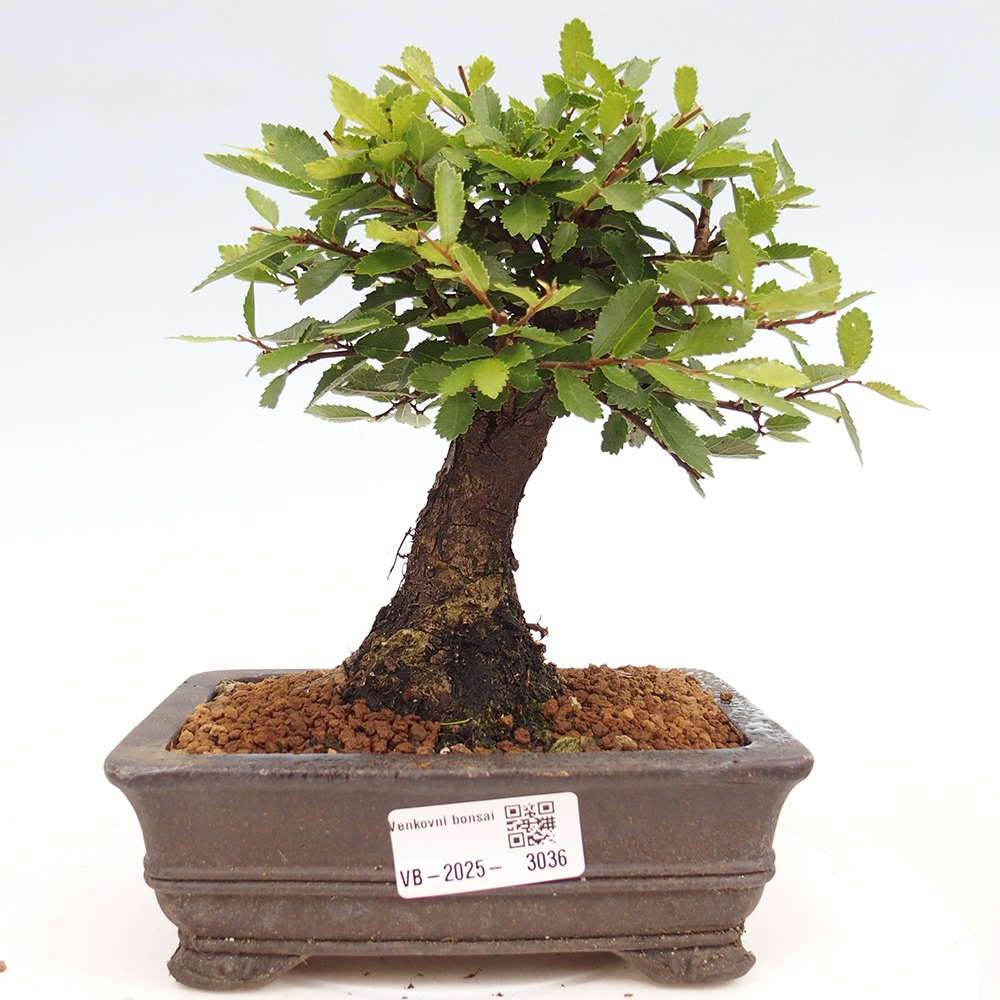 Outdoor bonsai - Zelkova - Zelkova NIRE