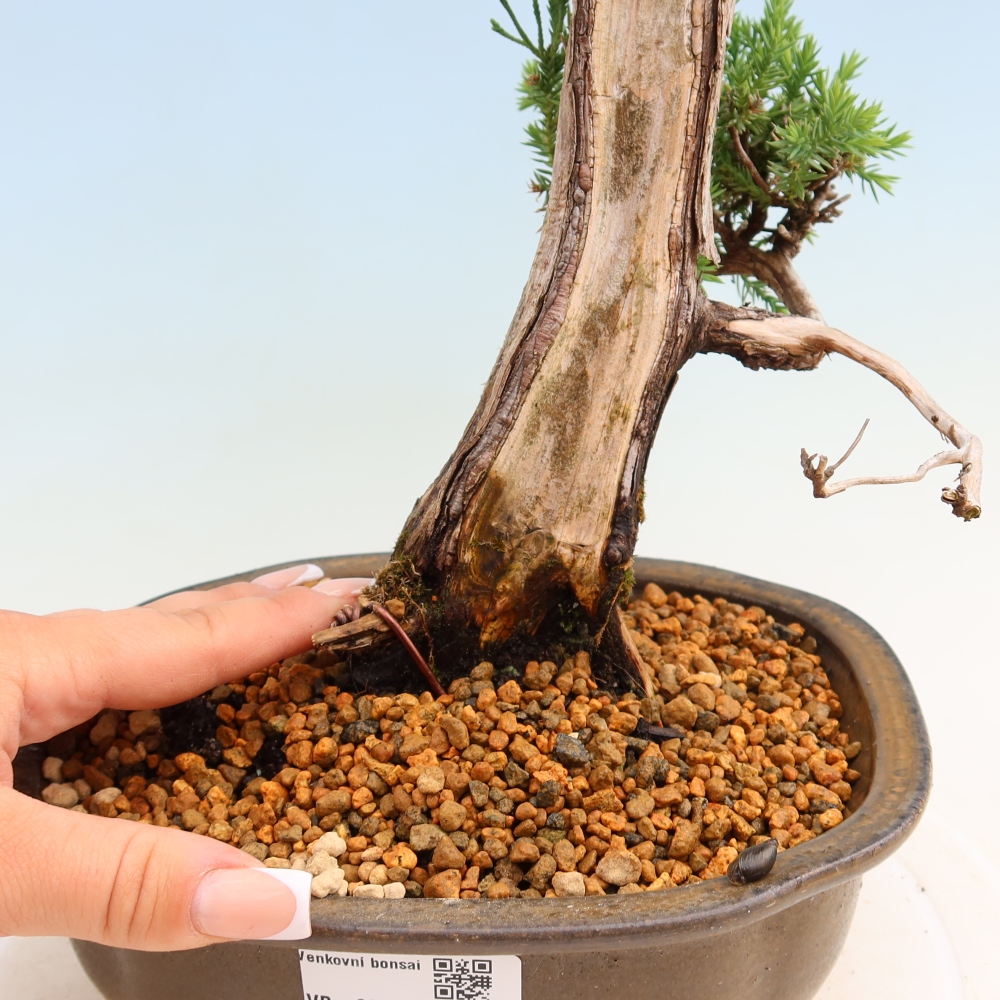 Outdoor Bonsai - Juniperus squamata – Scaly Juniper