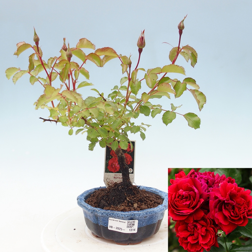 Outdoor bonsai - Rosa Kordes -  rose