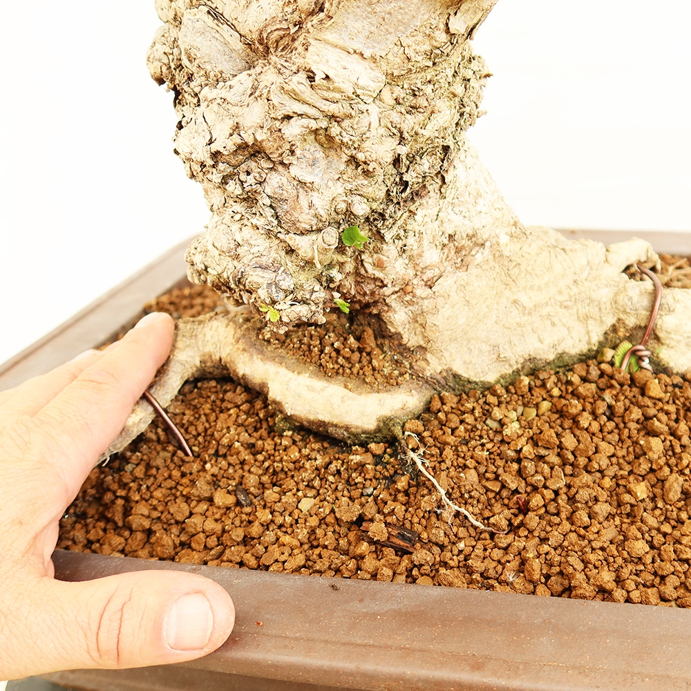 Outdoor bonsai - Carpinus Coreana - Korean hornbeam