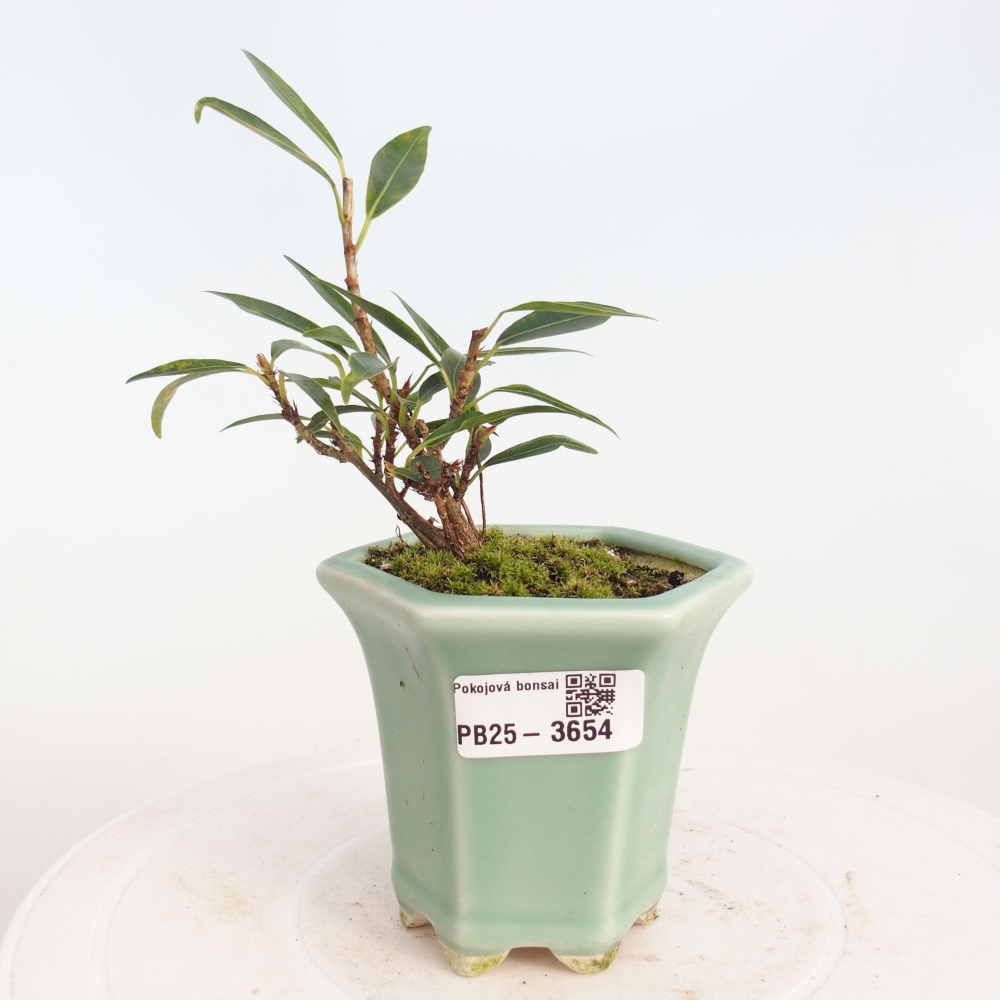 Room bonsai - Ficus nerifolia - small-leaved ficus