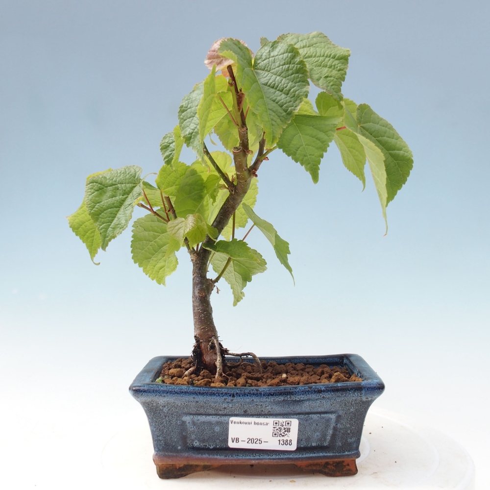 Outdoor bonsai - Linden - Tilia cordata