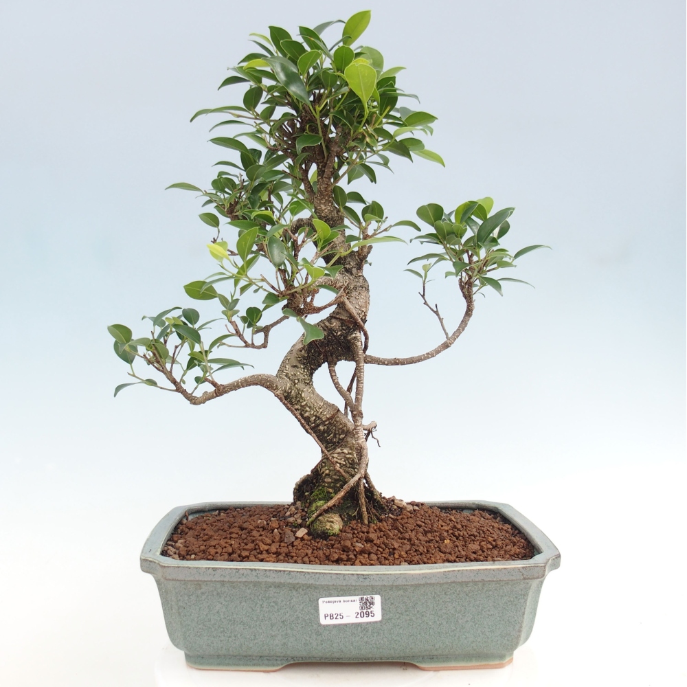 Indoor bonsai - Ficus kimmen - small-leaved ficus